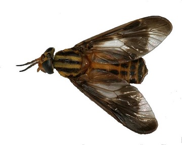 Deerfly feeding on human skin